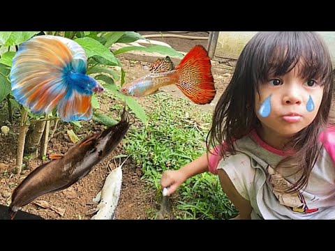 Ikan Lele Sudah Mati