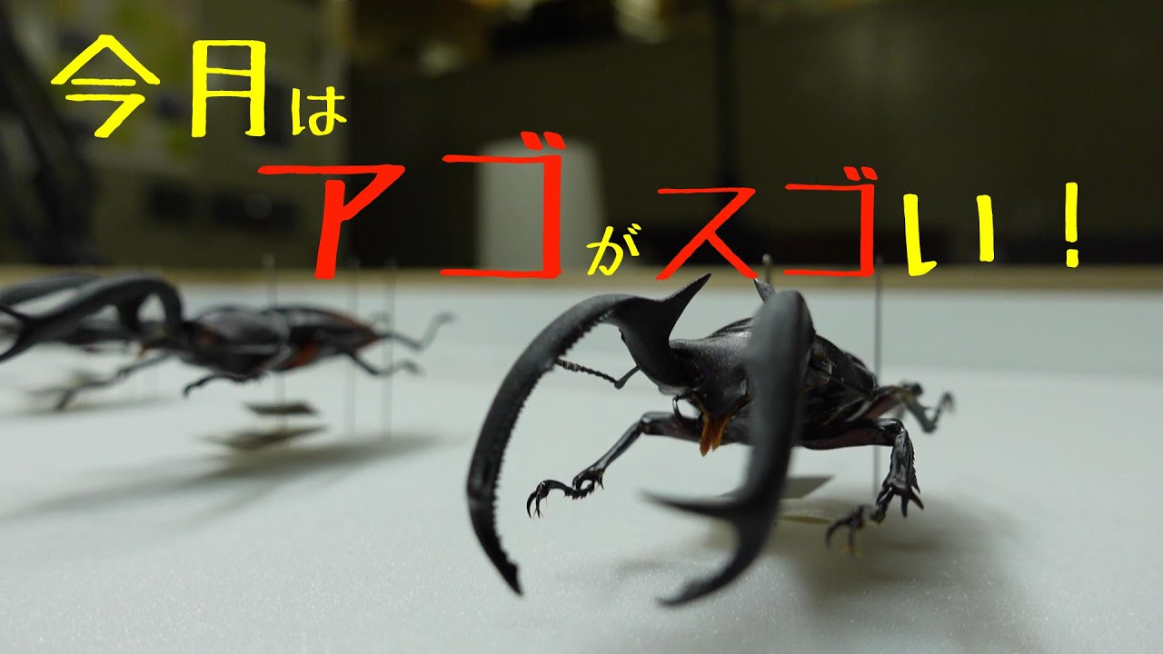 毎月かわるよ 江田コレクション展 第３回 世界のカブトムシ クワガタムシ 第二弾 多様な角と大顎 兵庫県立 人と自然の博物館 ひとはく