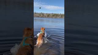 WATCH TO THE END, Duck Tolling Retriever attracting ducks  #puppy #shorts #ducktoller #dogs