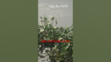 Câu Cá Trê Dính Cá Tra | Catfish #fishing