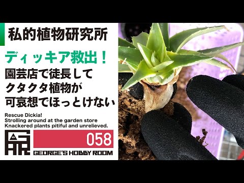 ディッキア救出、園芸店で徒長してクタクタ植物が可哀想｜私的植物研究