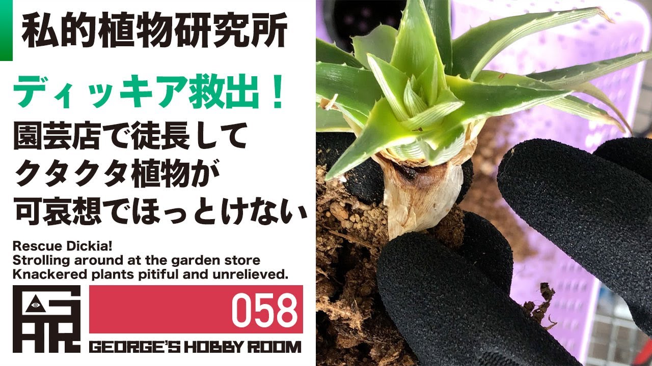 見本　途中で消します文頭ができるものと、まだできないものを載せました。ディッキア 見本 途中で消します文頭ができるものと、まだできないものを載せまし