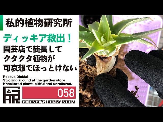 ディッキア救出、園芸店で徒長してクタクタ植物が可哀想｜私的植物研究
