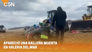 Apareció Una Ballena Muerta En Valeria Del Mar