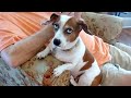 Watch These Silly Dogs Try Not to Laugh 🤣🐶 Funny Dog Videos 2024