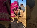 طريقة فريدة لتبريد الجمال في حرارة الصحراء الشديدة مشهد سي دهش الجميع