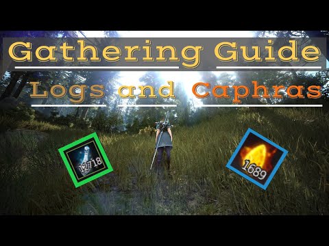 Black Desert Online - Where To Gather Logs and Get Caphras!(2020)