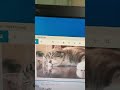 【ねこの日】2022年2月22日22時22分22秒気温22度ゾロ目チャレンジ【次は200年後】 #Shorts #猫の日