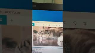 【ねこの日】2022年2月22日22時22分22秒気温22度ゾロ目チャレンジ【次は200年後】 #Shorts #猫の日