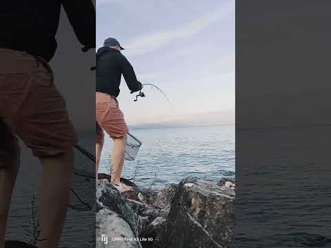 Pike Hecht Switzerland Lac Leman Fishing Muskie Fish