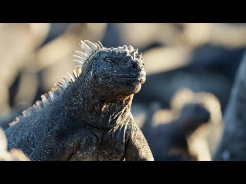 ایگوانای دریایی | یک سیاره کامل | BBC Earth