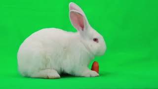 Green screen kelinci