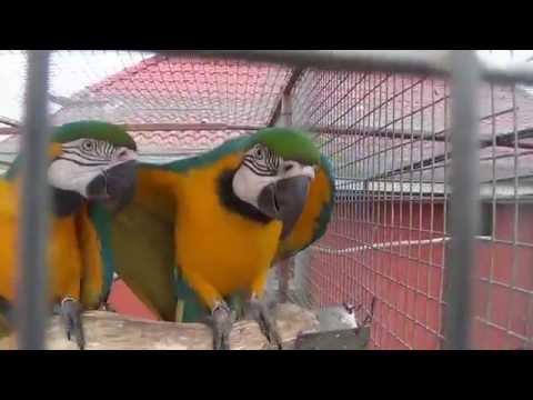 Video: Razlika Med Ara In Papagaji
