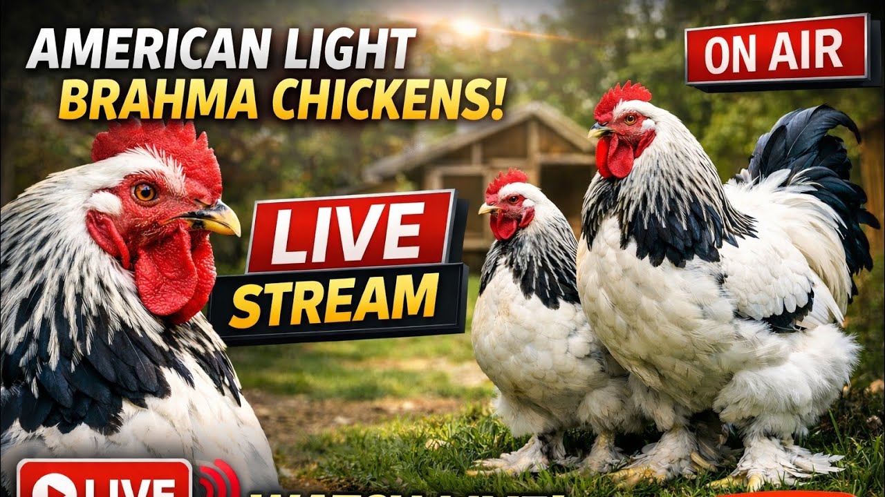 Live American Light Brahma Chickens | Poultry Farming in Bangladesh