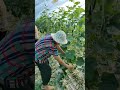 The cucumbers are growing too fast in this heat; they're dropping off in just a