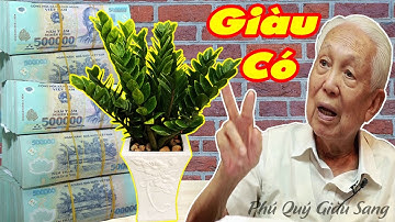 Đặt Cây KIM TIỀN Chỗ Này Trong Nhà Chỉ Sau 1 Đêm Tiền ÀO ÀO Đổ Về, Cây Kim Tiền Hợp Mệnh Nào