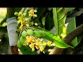 Mango trees, how to transplant fruit trees, easy to grow effectively
