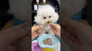 plz Subscribe ❤😻🐾Cute kitten #cat #lovecats #cats #catvideos #kittens #catlover #princesscat #kitten