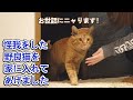 怪我をした野良猫をお家に入れてあげました I put an injured stray cat at home.
