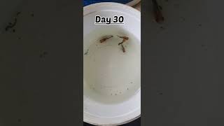 stages of molly fry growth ll how to grow molly fry # shorts # viral #animals #fish#animalslover