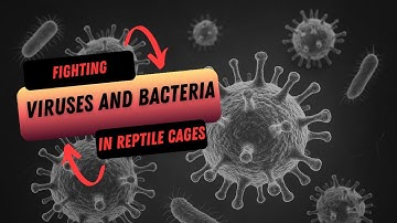 Reptile Cage Cleaning - Fighting viruses and bacteria!