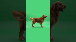 Dog Wagging Tail & Sitting Down Green Screen Effect