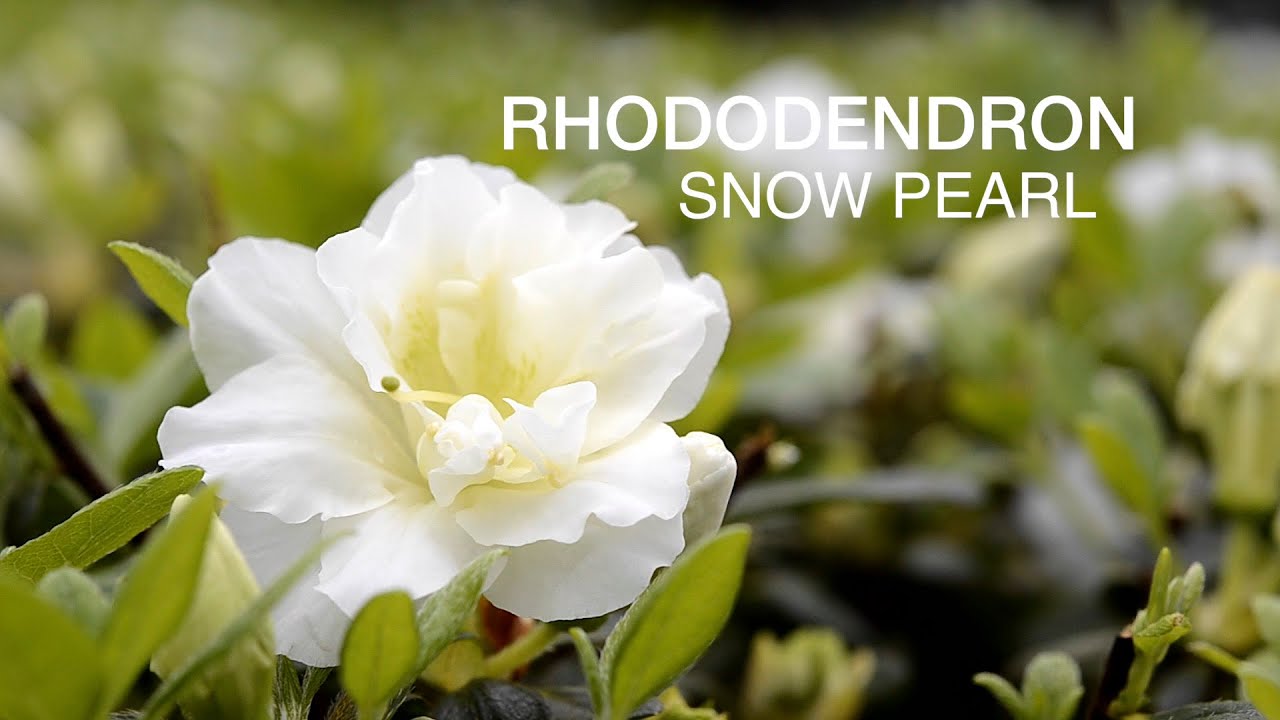 The Elegant Rhododendron Snow Pearl at WaysideGardens.com