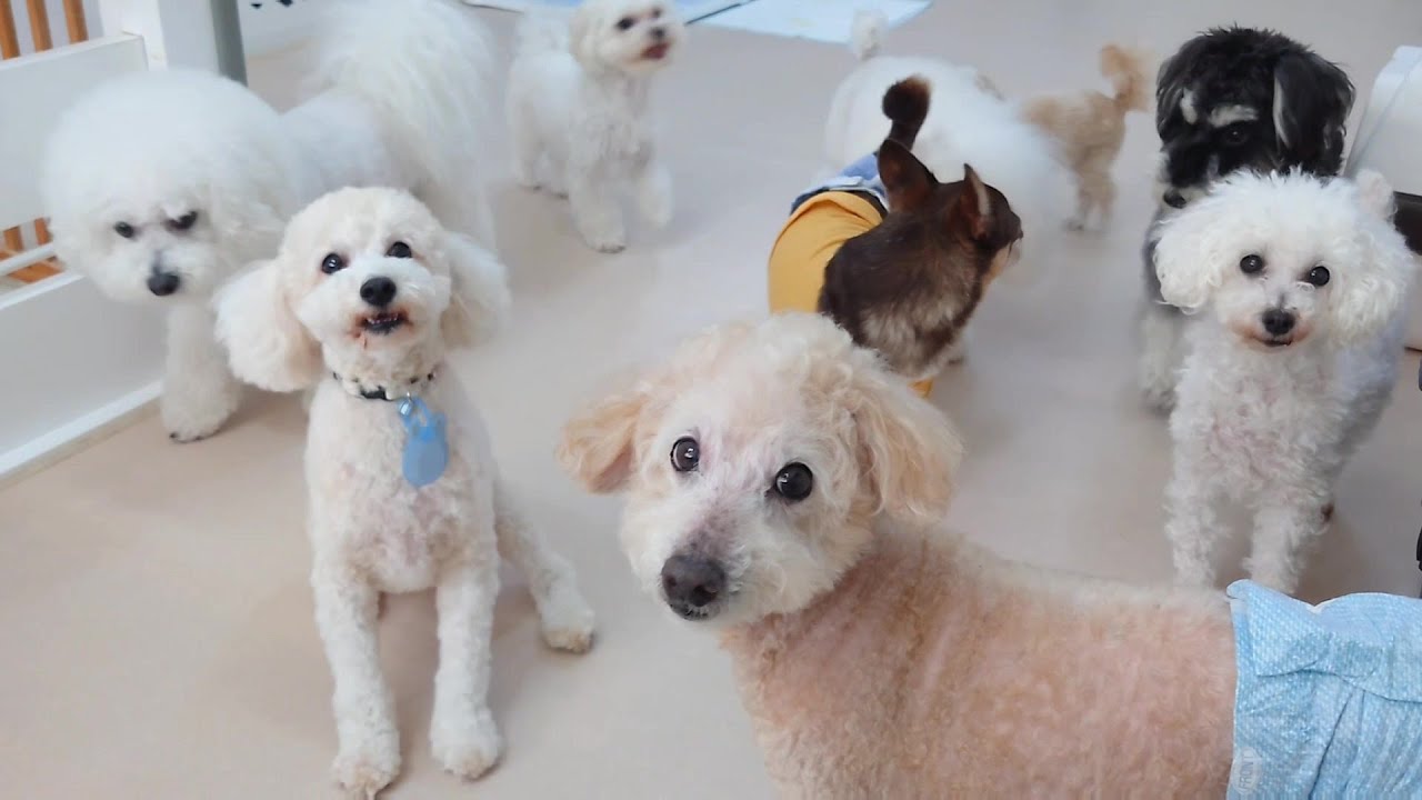 白犬たちが幅を利かせてる 🐶ひみつきちなう!②🐶 2024年6月1日 - YouTube