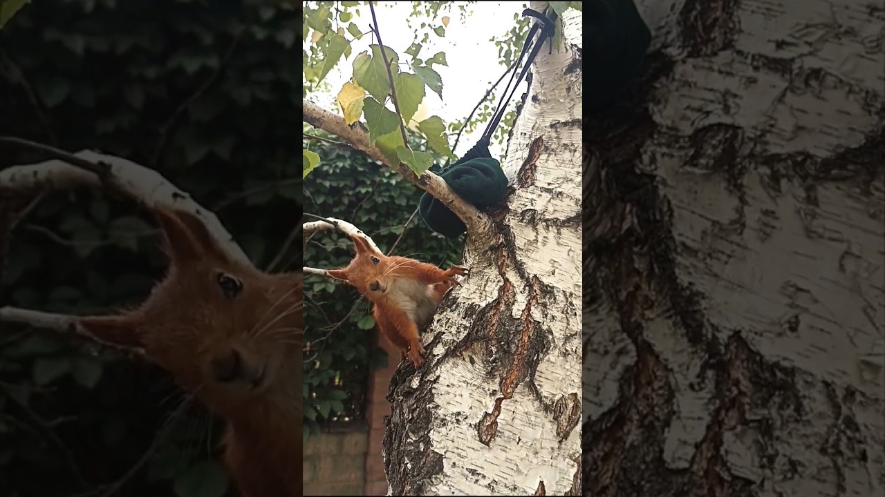 New robbery by the squirrel 