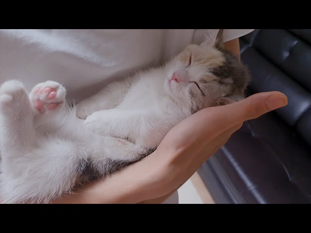 My kitten can Sleep only when Shes in Humans Arms // 사람 품에 안겨야만 잠이드는 아기고양이