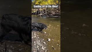 Cab cools off in the River. #hikingdog #dogwalk #hikingadventures