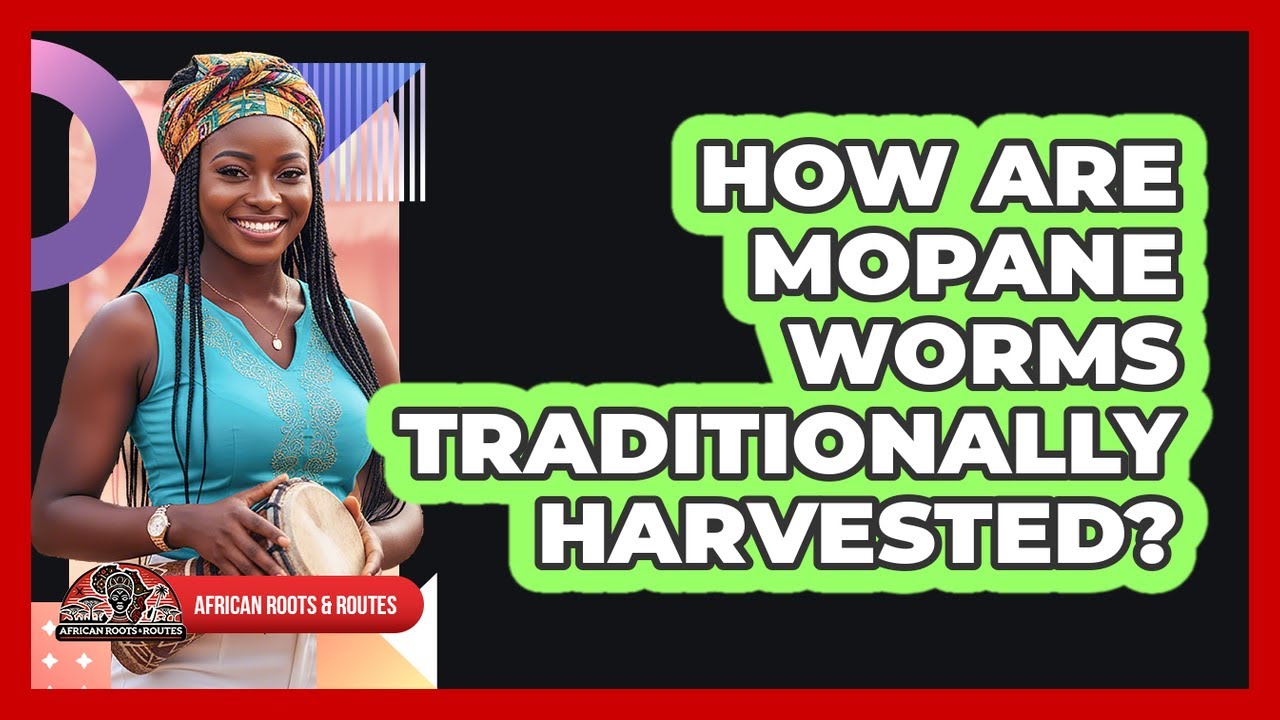 How Are Mopane Worms Traditionally Harvested?