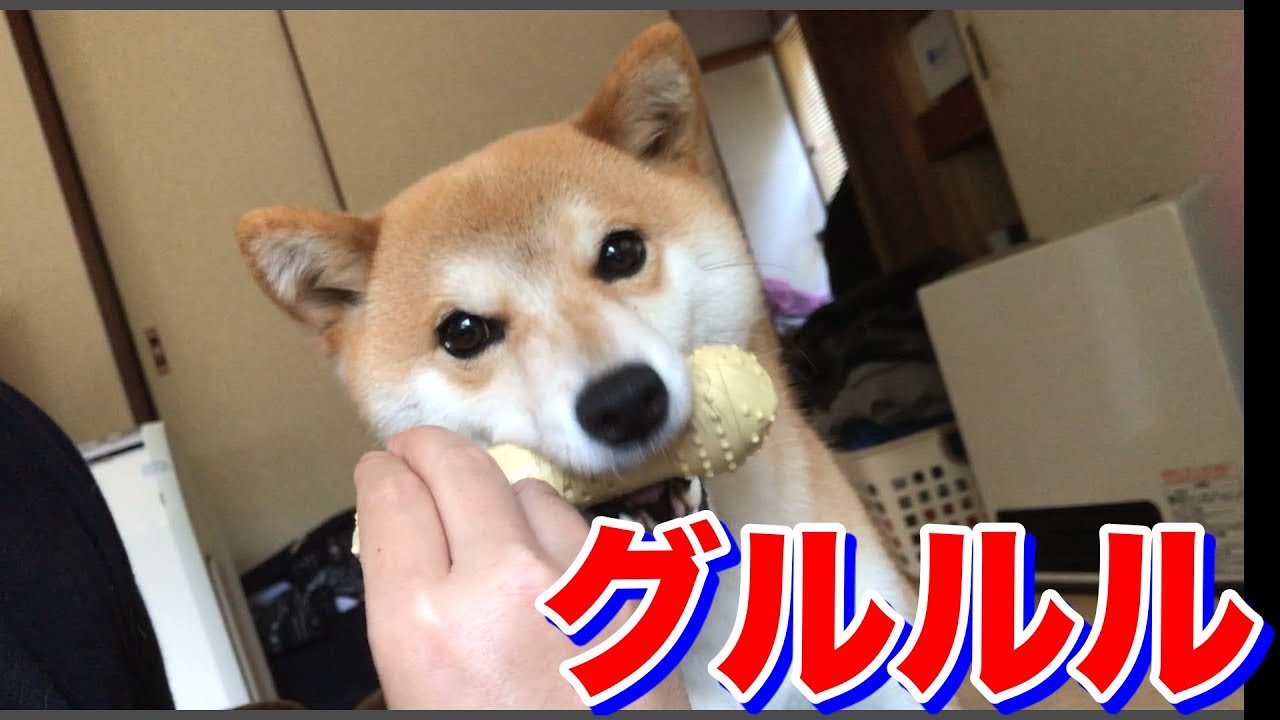 唸るけど とても優しい心を持ってる柴犬ハナ Shiba Is So Friendly Youtube 唸るけど とても優しい心を持ってる柴犬ハナ Shiba Is So Friendly Youtube