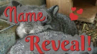 Baby Holland Lop Name Reveal!