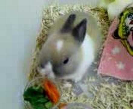 Baby Dutch Bunny Eating - YouTube