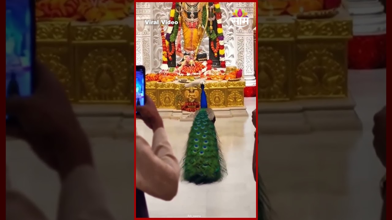 रामलल्लाच्या चरणी मोराची भक्ती; व्हायरल व्हिडिओने वेधलं लक्ष | Ayodhya Ram Mandir AI Viral Video