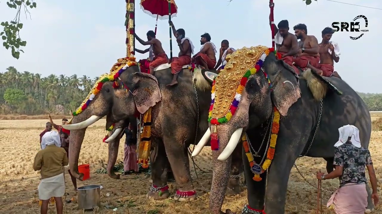 ഇതിലുംസുന്ദരമായിമറ്റെന്തെങ്കിലുംഉണ്ടോ കിള്ളിമംഗലം പാടത്ത് അഴക് വിരിച്ച് നിൽക്കുന്നമച്ചാട്ടെകുട്ടികൾ