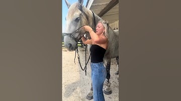 🐴 How to Halter a Horse (Rope Halter) Like a Pro! 🇺🇸✨ #horsetraining