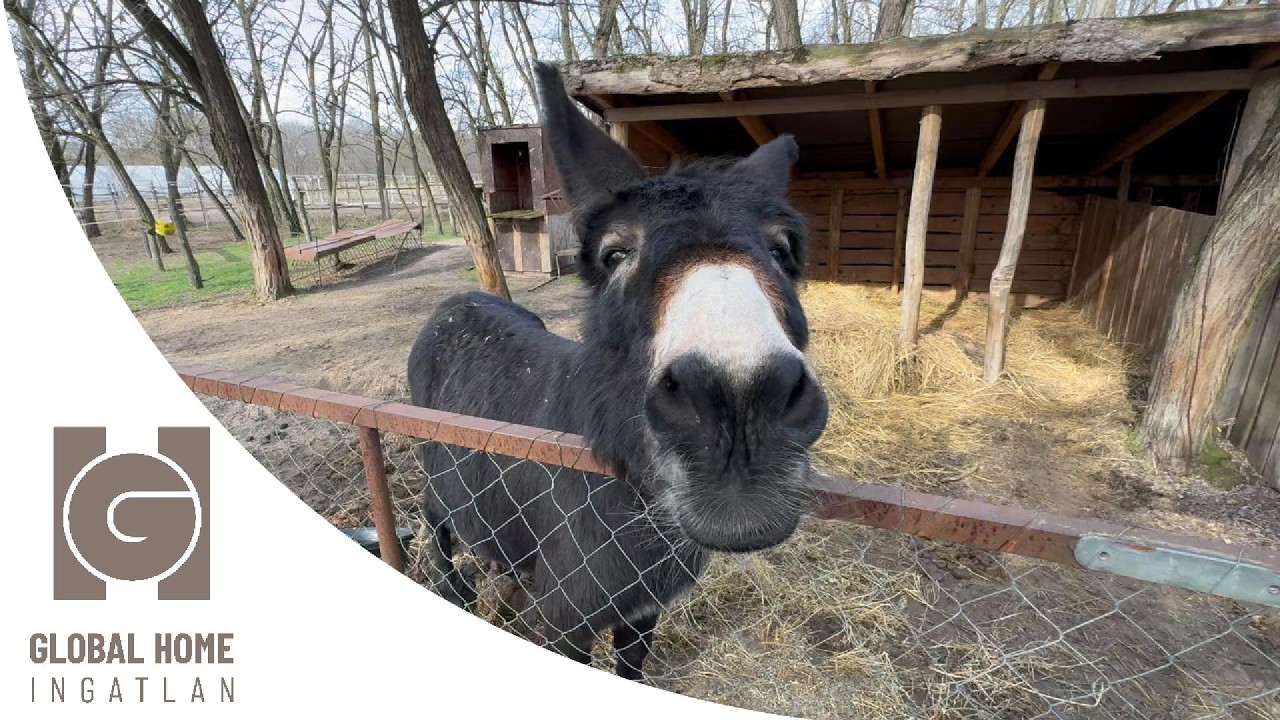 ❗️Eladó lovas birtok🏇❗️