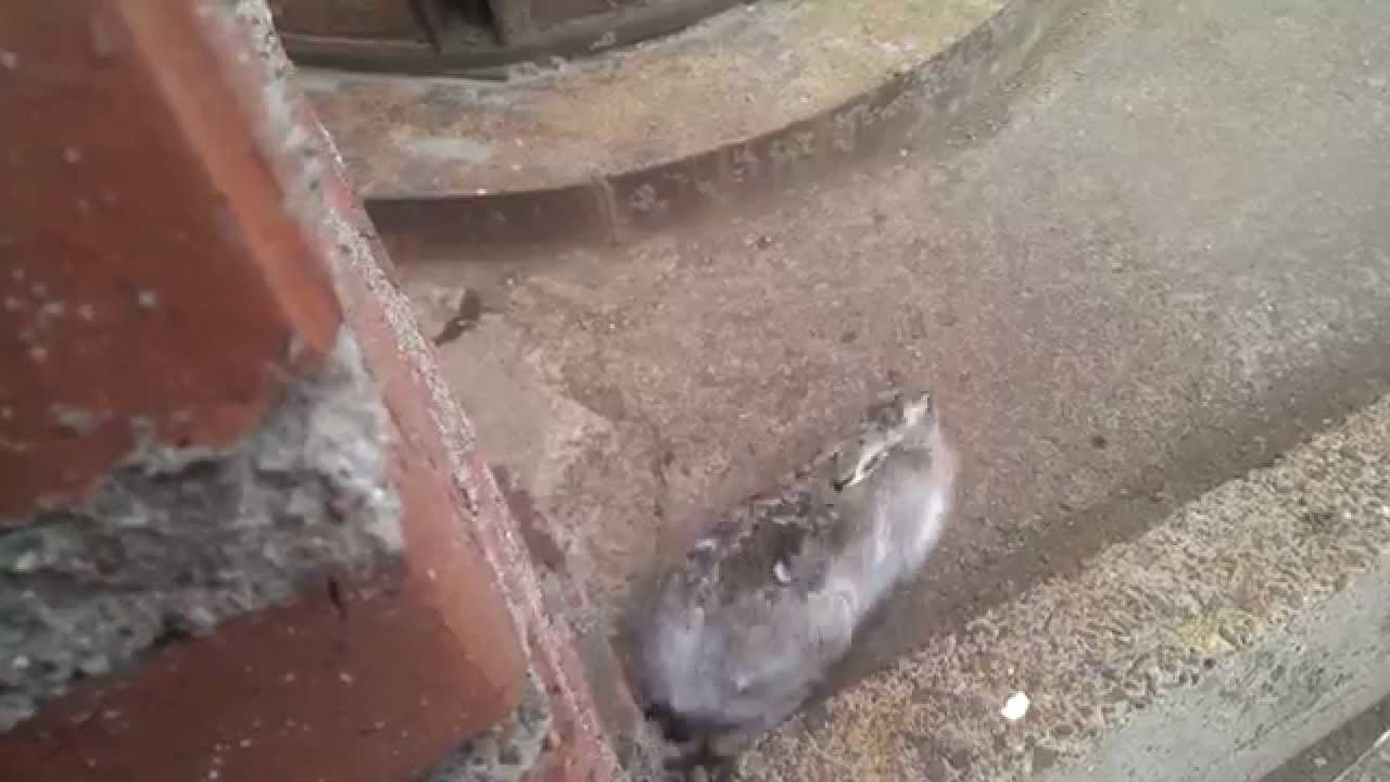 Заяц на машине