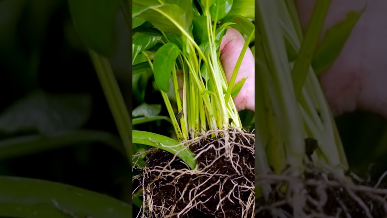 Do houseplants really clean the air? | Gardening Australia