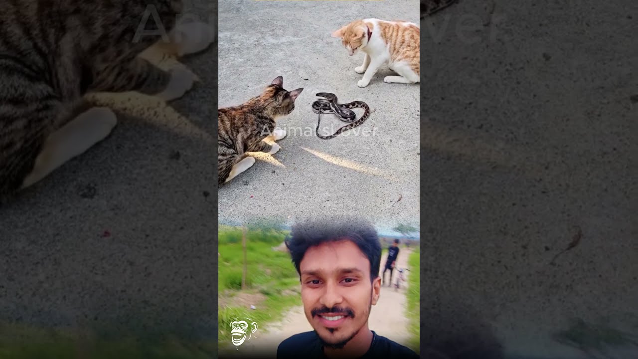 Snake and Cat Playful Encounter | Funny Animal Moments  