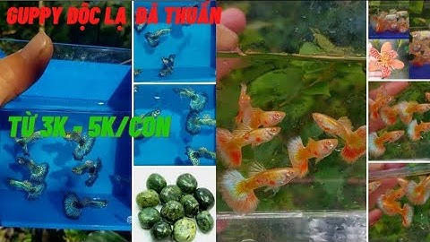 Guppy || Báo giá cá bảy màu giá rẻ dành cho người mới - cá lai tạo đã thuần - Tài Cây Cá Cảnh #36