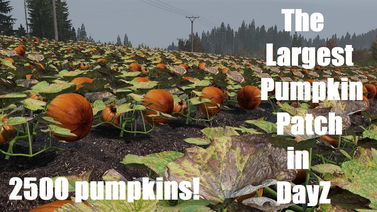 The Pumpkin King of DayZ