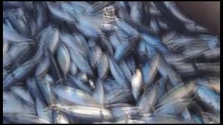 Putika Reis Palamut Avı