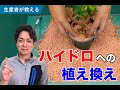 【簡単】ハイドロカルチャーへの植え替え