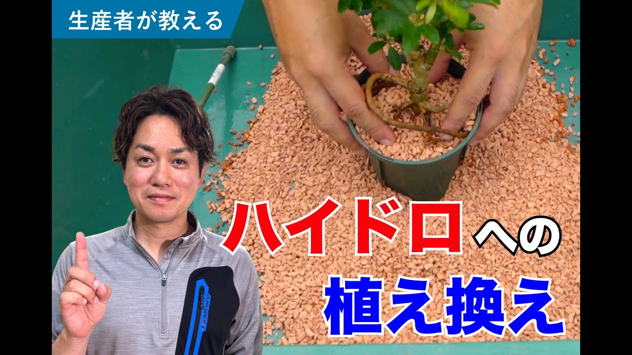 【簡単】ハイドロカルチャーへの植え替え