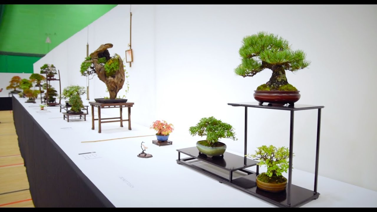2019 Uk National Bonsai Exhibition Youtube