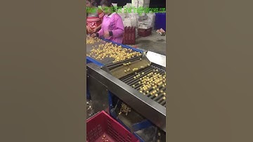 Longan processing machine, longan sorting machine, dried longan grading