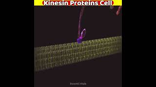 Kinesin Protein Cell In Body Walking 3D Animation